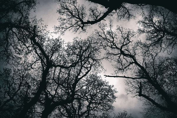 Close up shot of an spooky canopy treetop