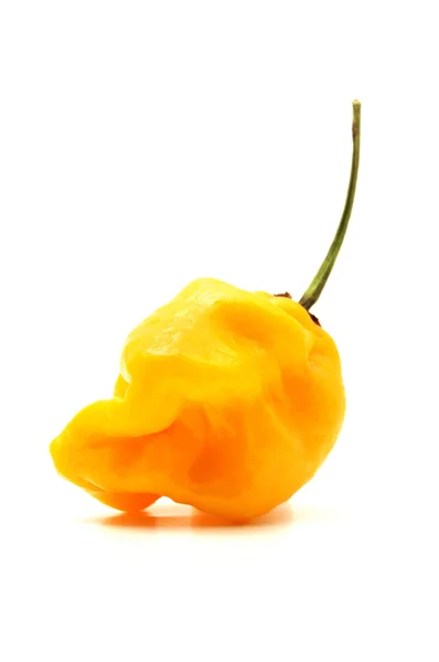 Trinidad Moruga Escorpião amarelo — Fotografia de Stock