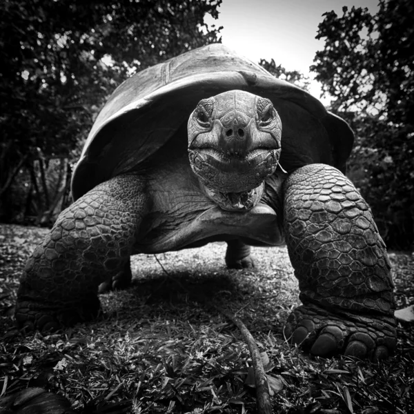 Aldabra-Riesenschildkröte — Stockfoto