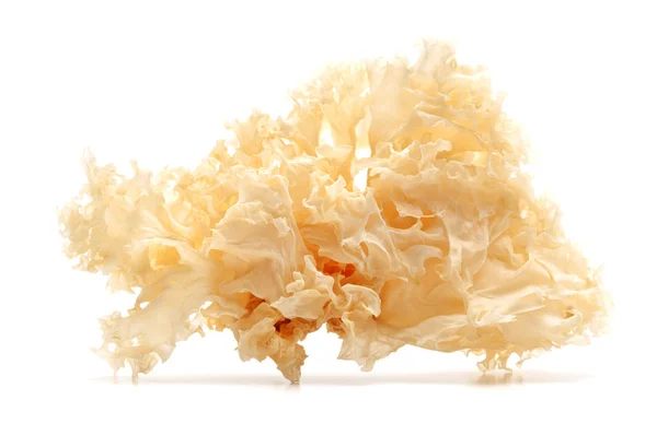 Snow fungus — Stock Photo, Image