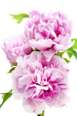 pembe Şakayık 