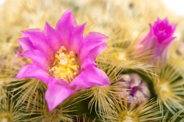 Isla Carmen iğnelik kaktüs
