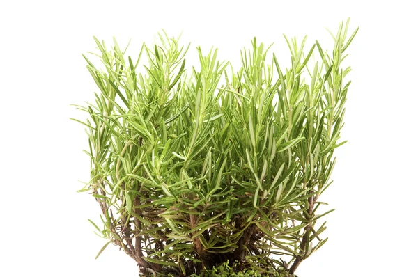 Rozemarijn plant — Stockfoto