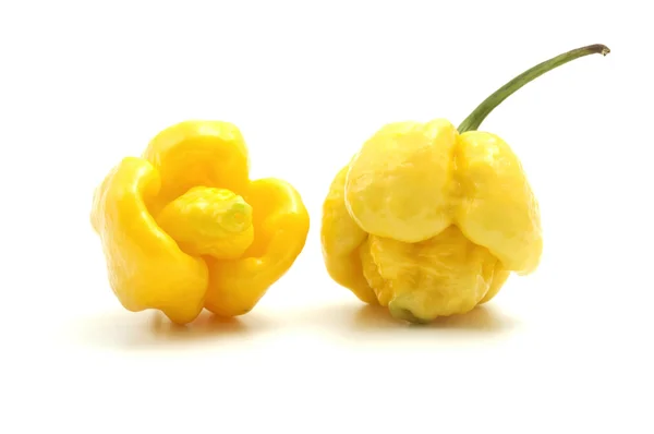 Trinidad moruga scorpion — Stock Photo, Image