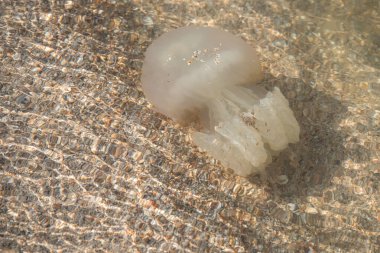 Medusa yakın plan. İçinde denizanası yüzen bir deniz dalgası. Sahil.