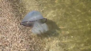 Medusa yakın plan. İçinde denizanası yüzen bir deniz dalgası. Sahil