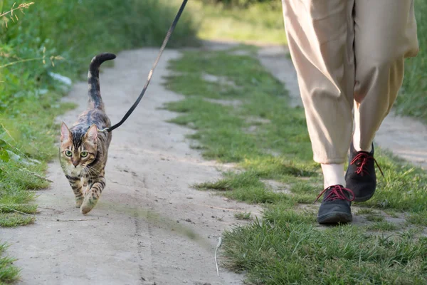 Eine Katze Der Leine Der Besitzer Und Das Tier Gehen — Stockfoto