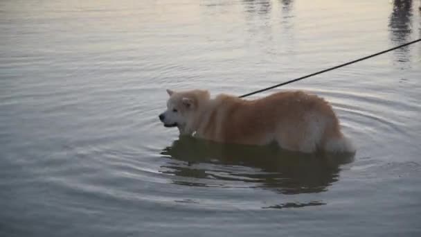 El perro entró en el estanque para refrescarse. El Akita disfruta de un baño — Vídeo de stock