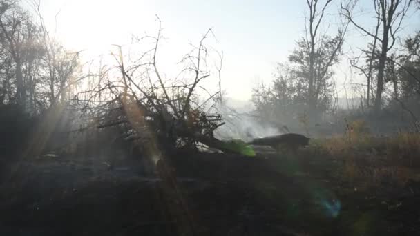 Égett erdei táj a nap sugaraiban. Ash beborította az erdőt a tűz után. Füst száll fel a földről egy erdőtűz után. — Stock videók