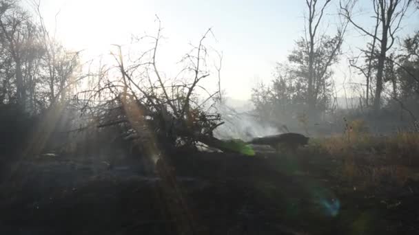 Poltetun metsän maisema auringon säteet. Tuhka peitti metsän tulipalon jälkeen. Savu nousee maasta metsäpalon jälkeen. — kuvapankkivideo