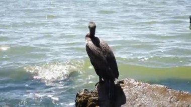 Karabatak kıyıda oturur ve diğer kuşları izler. Güzel ve özgür deniz kuşu