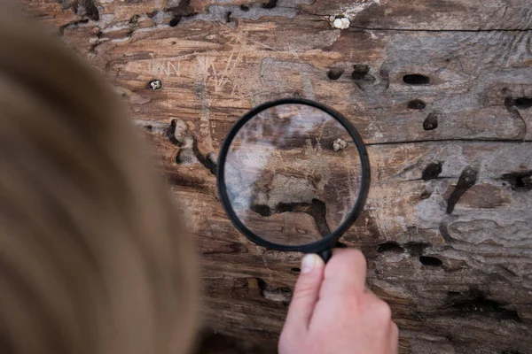 Child Examines Tree Trunk Magnifying Glass Concept Passion Biology Humanist — Stock Photo, Image