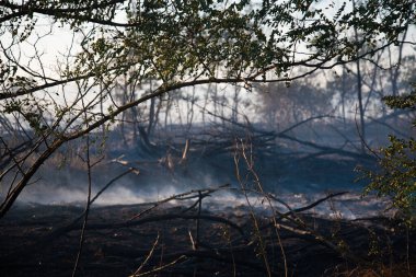 Güneş ışınlarıyla kavrulmuş orman manzarası. Ash yangından sonra ormanı kapladı. Orman yangınından sonra yerden duman yükseliyor..