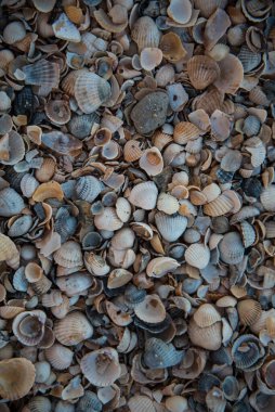 Çeşitli kabukların dokusu. Küçük kabuklar, arkaplan.
