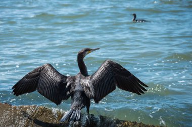 Karabatak kanatlarını kurutur. Kuş güneşte tüylerini kurutur. Deniz kıyısında..