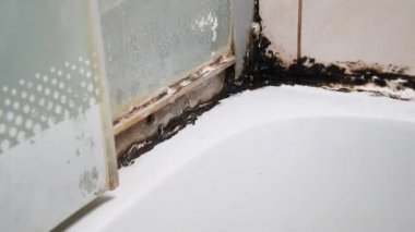 Silikon mühür küflenmiş. Duş kabininde küf. Dampness ve nem