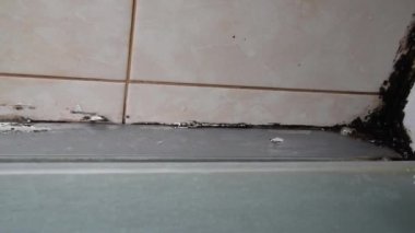 Silikon mühür küflenmiş. Duş kabininde küf. Dampness ve nem