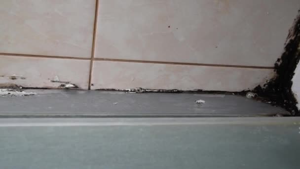 A szilikon tömítő penészes. Penész a zuhanyfülkében. Páratartalom és nedvesség — Stock videók