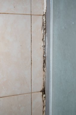 Silikon mühür küflenmiş. Duş kabininde küf. Dampness ve nem.