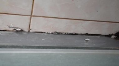 Silikon mühür küflenmiş. Duş kabininde küf. Dampness ve nem