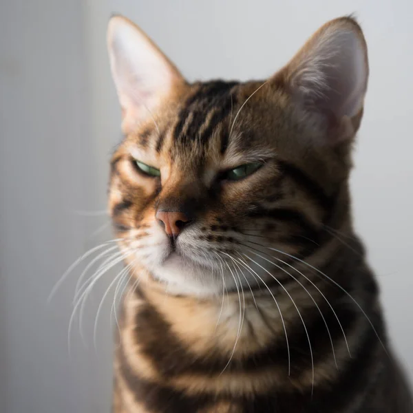 Γάτα Της Βεγγάλης Κοντινό Πορτραίτο Γάτα Αλληθωρίζει Καθαρόαιμο Ζώο — Φωτογραφία Αρχείου