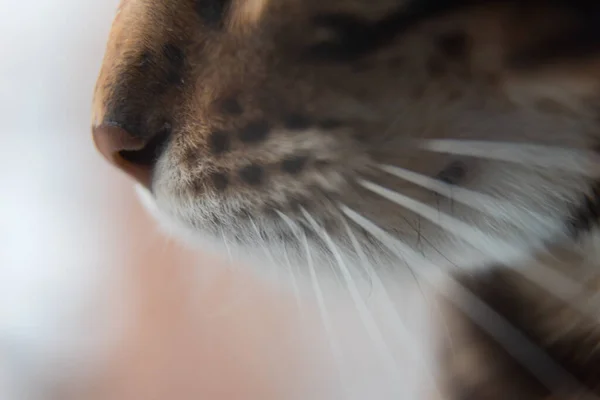 Primer Plano Nariz Del Gato Bigote Claramente Visible Una Presa —  Fotos de Stock