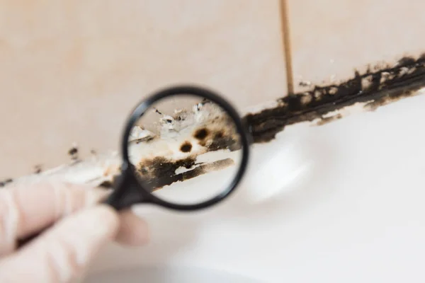 Consideriamo Stampo Sotto Una Lente Ingrandimento Bagno Formato Uno Stampo — Foto Stock