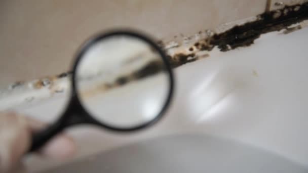 We beschouwen de mal onder een vergrootglas. In de badkamer heeft zich een zwarte mal gevormd in de siliconen stopverf. — Stockvideo