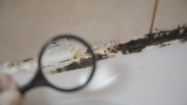 We consider the mold under a magnifying glass. In the bathroom, a black mold has formed in the silicone putty — Stock Video