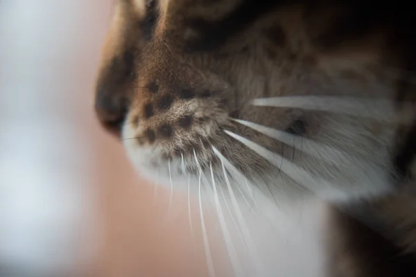 Nahaufnahme Der Katzennase Der Schnurrbart Ist Deutlich Erkennen Raubtier Wittert — Stockfoto