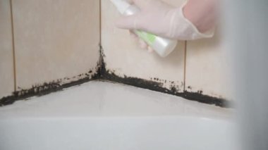 Eldivenli bir el küf spreyi püskürtür. Mantar, duş kabinindeki silikon macunda başladı. Dezenfeksiyon ve temizlik