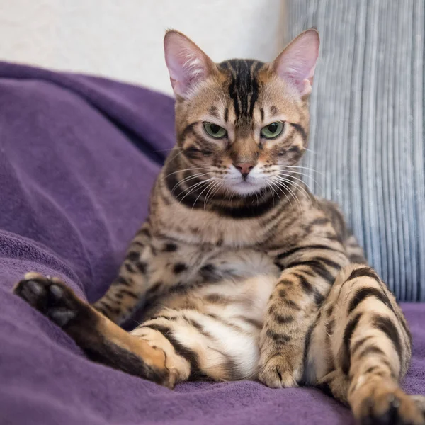 Zamračená Kočka Přikrývá Tlapkou Koncepce Kastrace Sterilizace Zvířat — Stock fotografie