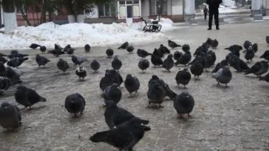 Koşan bir çocuktan korkan bir güvercin sürüsü havalanıyor. Şehir manzarası