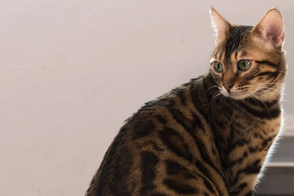 Bengalische Katze Nahaufnahme Porträt. Es gibt Raum für Text. Luxuriöses Vollbluttier — Stockfoto