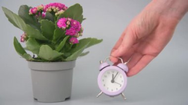 Zamanlı bitki bakımı kavramı. Blooming Kalanchoe kadraja giriyor. Bir kadının eli önce yanına bir çalar saat koyar, sonra içine sıvı konteyner eklenir.