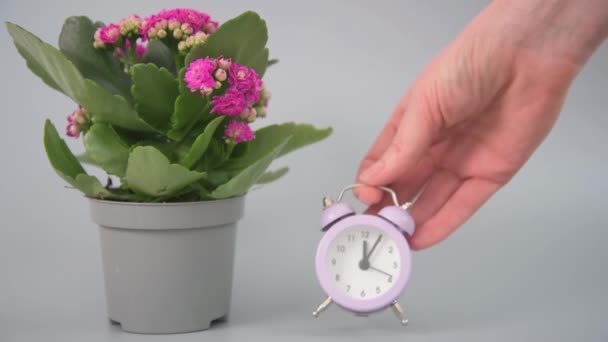 Concepto Cuidado Oportuno Las Plantas Floreciente Kalanchoe Está Marco Mano — Vídeos de Stock