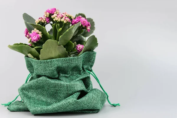 Wrapping a beautiful blooming flower in a pot as a gift. Green burlap. Congratulations concept, March 8, Mother\'s Day, Teacher\'s Day, September 1, Birthday, Anniversary.
