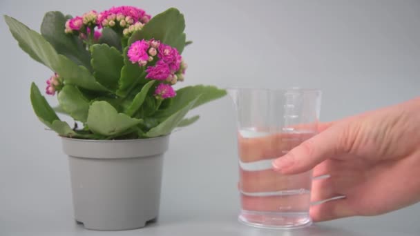 Concepto Cuidado Oportuno Las Plantas Floreciente Kalanchoe Está Marco Mano — Vídeos de Stock