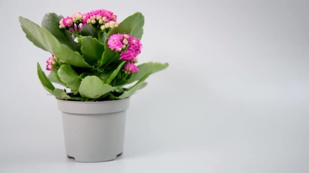 Concept Soins Des Plantes Temps Opportun Kalanchoe Fleurs Tient Dans — Video