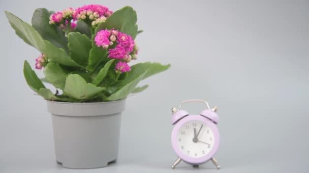 Het Concept Van Tijdige Plantenverzorging Bloeiende Kalanchoë Staat Het Beeld — Stockvideo