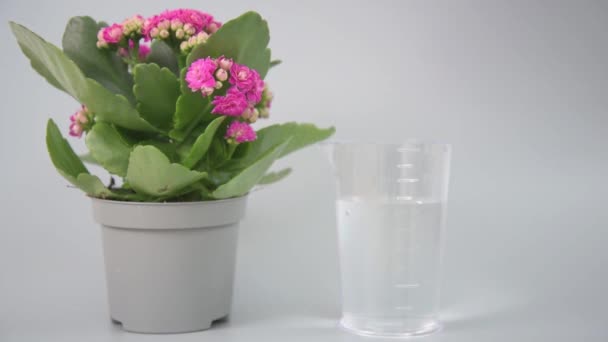 Het Concept Van Tijdige Plantenverzorging Bloeiende Kalanchoë Staat Het Beeld — Stockvideo