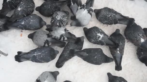 Güvercinler Açgözlülükle Yer Kar Buz Kış Mevsimi Bir Güvercin Sürüsünün — Stok video