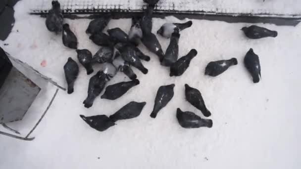 Aç güvercinler açgözlülükle yer. Kar ve buz, kış mevsimi. Bir güvercin sürüsünün en üst görüntüsü — Stok video