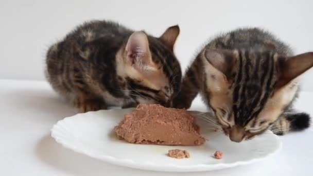 Δύο γατάκια τρώνε ορεκτικό πατέ. Ειδική τροφή για μωρά. Διδασκαλία γατάκια σε τρόφιμα ενηλίκων — Αρχείο Βίντεο
