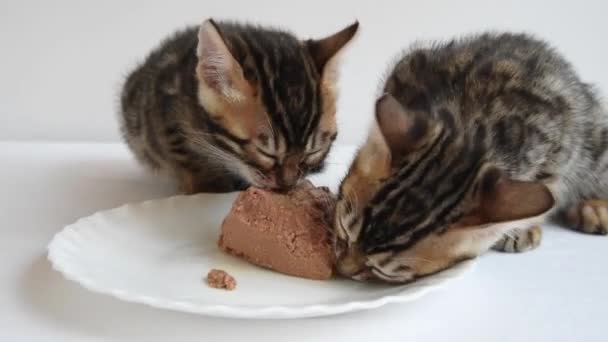 Dwa kocięta jedzą apetyczny pasztet. Specjalne jedzenie dla dzieci. Nauczanie kociąt jedzenia dla dorosłych — Wideo stockowe