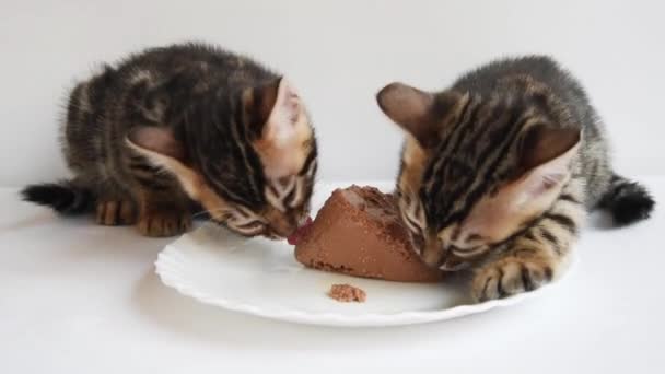 Dois gatinhos comem pato apetitoso. Comida especial para bebés. Ensinando gatinhos à comida adulta — Vídeo de Stock