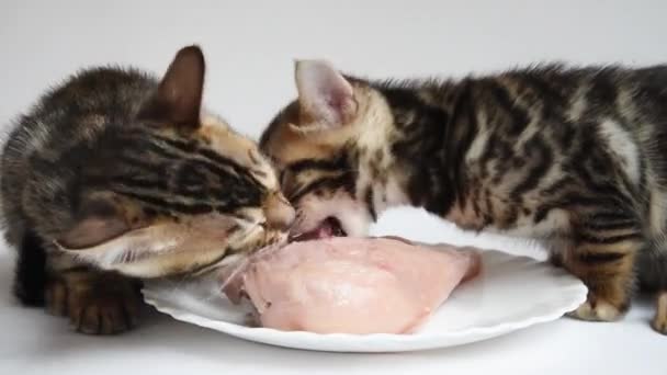 Два бенгальских котенка жадно едят куриную грудку. Настоящие хищники набросились на свою добычу. Первое кормление младенцев. Обучение котят твердой пище. Мясо Турции — стоковое видео