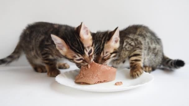 Дві кошенята їдять апетитний паштет. Спеціальна їжа для малюків. Навчання кошенят до дорослої їжі — стокове відео