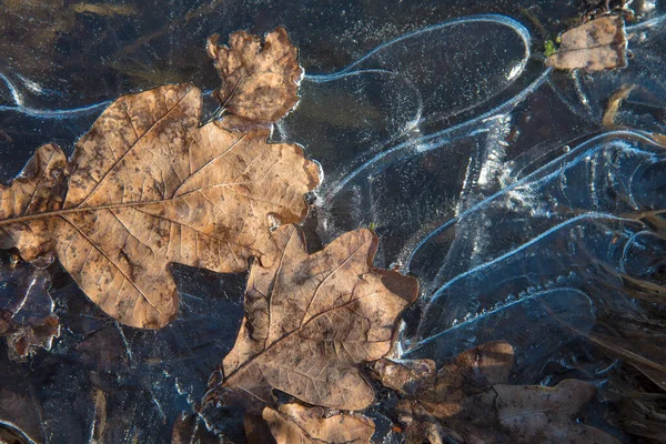 얼어붙은 물에 노란 나뭇잎을 클로즈업한 것입니다. 무늬가 있는 얼음. 아름다운 가을 컨셉이야. 자연적 인 형태 — 스톡 사진