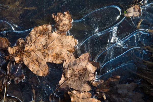얼어붙은 물에 노란 나뭇잎을 클로즈업한 것입니다. 무늬가 있는 얼음. 아름다운 가을 컨셉이야. 자연적 인 형태 — 스톡 사진
